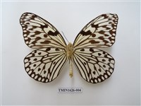 藏品(大白斑蝶)的圖片